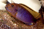 Iodotropheus sprengerae