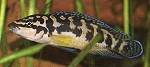 Schachbrettschlankcichliden (Julidochromis marlieri) Julidochromis transcriptus