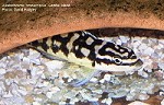Schachbrettschlankcichliden (Julidochromis marlieri) Julidochromis transcriptus