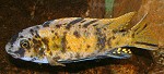 Gestreckter Schabemund-Buntbarsch Labeotropheus fuelleborni Männchen
