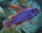 Gestreckter Schabemund-Buntbarsch Labeotropheus fuelleborni Männchen