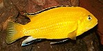 Yellow - Labidochromis caeruleus Labidochromis yellow