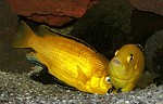 Yellow - Labidochromis caeruleus Paarung Labidochromis yellow