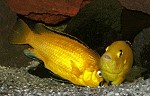 Paarung Labidochromis yellow 