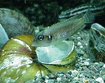 Lamprologus Ocellatus Männchen und Schnecke Ampularia ramshorn var. Gold