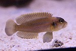 Lamprologus ocellatus "orange" 