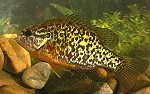 Sonnenbarsch (Lepomis gibbosus)