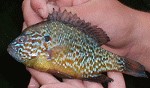 Sonnenbarsch Lepomis gibbosus