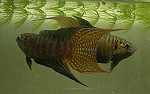 Paradiesfisch Männchen drohen vor dem Kampf Paradiesfisch Männchen drohen vor dem Kampf