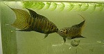 Paradiesfisch Männchen kämpfen um ihr Territorium