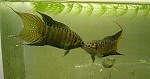 Paradiesfisch Männchen kämpfen um ihr Territorium Paradiesfisch Männchen kämpfen um ihr Territorium