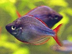 Diamant-Regenbogenfische Diamant-Regenbogenfische