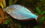 Diamant Regenbogenfische Diamant Regenbogenfische