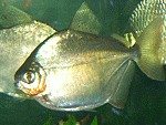 Silberdollar Fisch - Scheibensalmler Silberdollar Fisch - Scheibensalmler