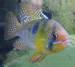 Mikrogeophagus ramirezi "Blue" Männchen