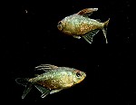 Brillantsalmler Männchen Brillantsalmler Männchen