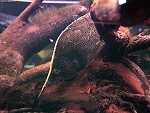 Blattfisch Blattfisch