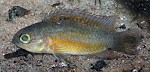 Nannacara anomala - ca. 2 cm großes Jungtier Nannacara anomala - ca. 2 cm großes Jungtier