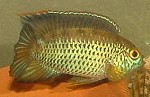 Nannacara anomala Nannacara anomala