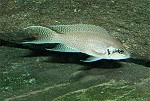 Gabelschwanzbuntbarsch / Feenbuntbarsch (Neolamprologus Brichardi) Neolamprologus brichardi