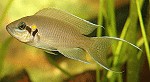 Gabelschwanzbuntbarsch / Feenbuntbarsch (Neolamprologus Brichardi) Neolamprologus brichardi