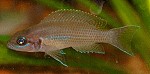 Gabelschwanzbuntbarsch / Feenbuntbarsch (Neolamprologus Brichardi) Feenbuntbarsch