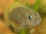 Vielgestreifter Schneckenbuntbarsch neolamprologusmultifasciatus03 tn