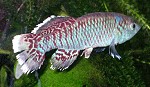 Prachtgrundkärpflinge Nothobranchius eggersi Männchen
