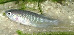 Nothobranchius eggersi Weibchen Nothobranchius eggersi Weibchen