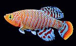 Nothobranchius rachovii Männchen Nothobranchius rachovii Männchen Kap Lopez