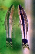 Otocinclus affinis Harnischwelse otocinclus06 tn
