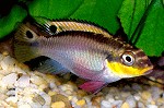 Smaragdprachtbarsche / Streifenprachtbarsche Pelvicachromis taeniatus "Nigerian red" Weibchen
