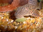 Plecostomus Plecostomus