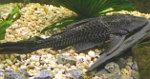 pleco03 tn