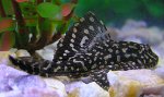 pleco10 tn