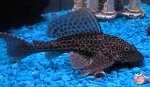 pleco11 tn