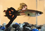 Guppy Männchen Guppy Männchen