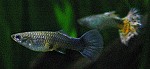 Guppy Weibchen links Männchen rechts Guppy Weibchen links Männchen rechts