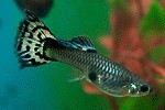 Trächtigkeitsfleck bei Fischen poeciliareticulata24 tn