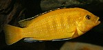 Pseudotropheus lombardoi