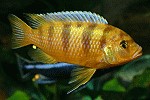 Pseudotropheus lombardoi