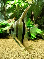 Pterophyllum altum