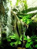 Pterophyllum altum