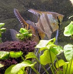 Geschlechtsunterschied bei Skalaren Pterophyllum scalare