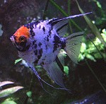 Reviere und Aggressivität von Skalaren Pterophyllum scalare