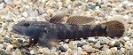 rhinogobius03 tn