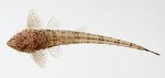 Hexenwelse rineloricaria01 tn
