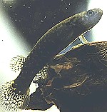 Rivulus marmoratus 