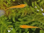 Christinas Bachling Rivulus marmoratus Poey