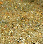Panzerwelse - Steckbrief sand01 tn
